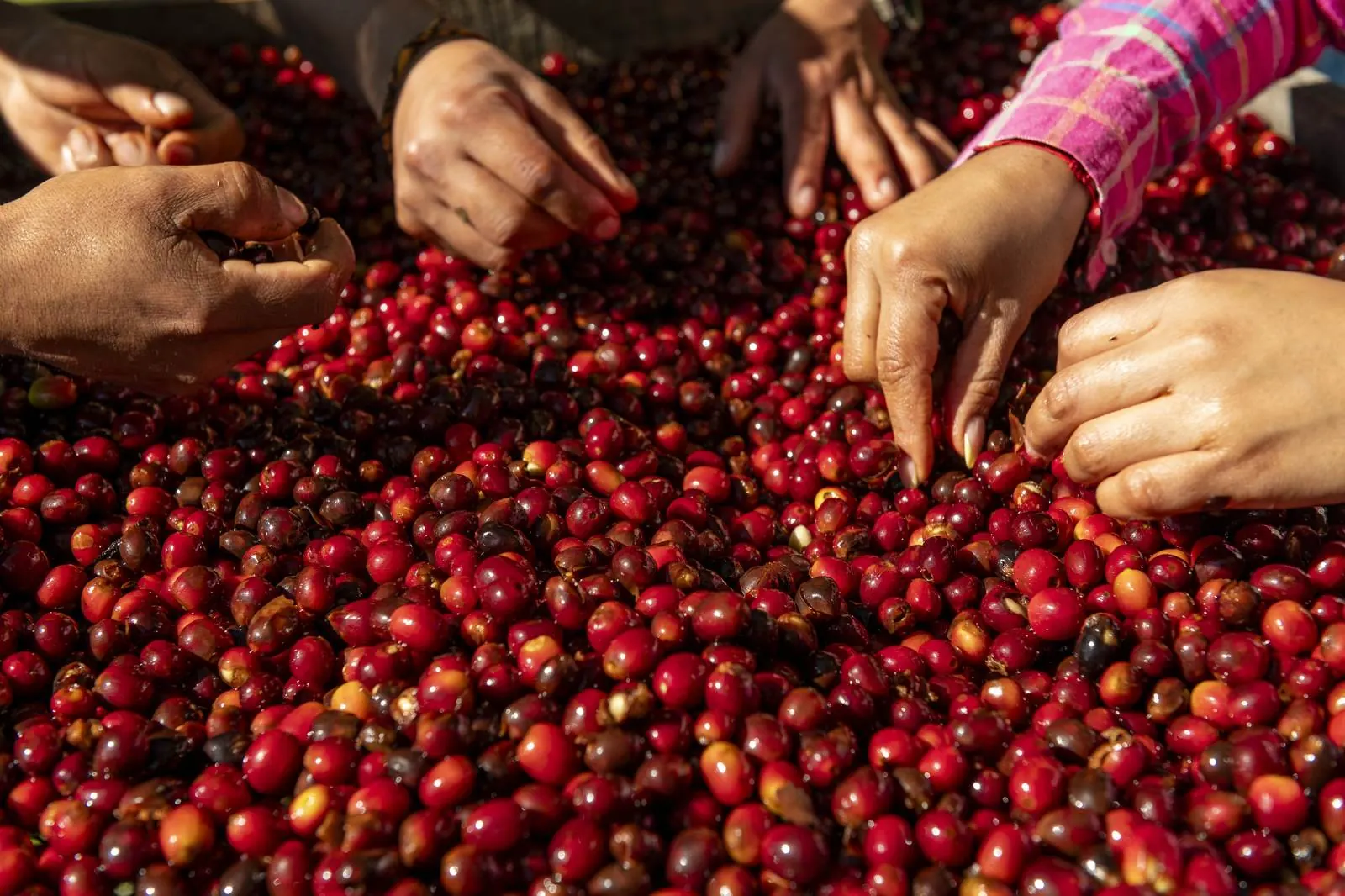 Hands sorting ripe red coffee cherries at origin
