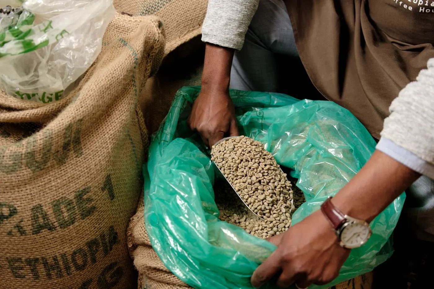Scooping Grade 1 green coffee from a Guji, Ethiopia jute sack