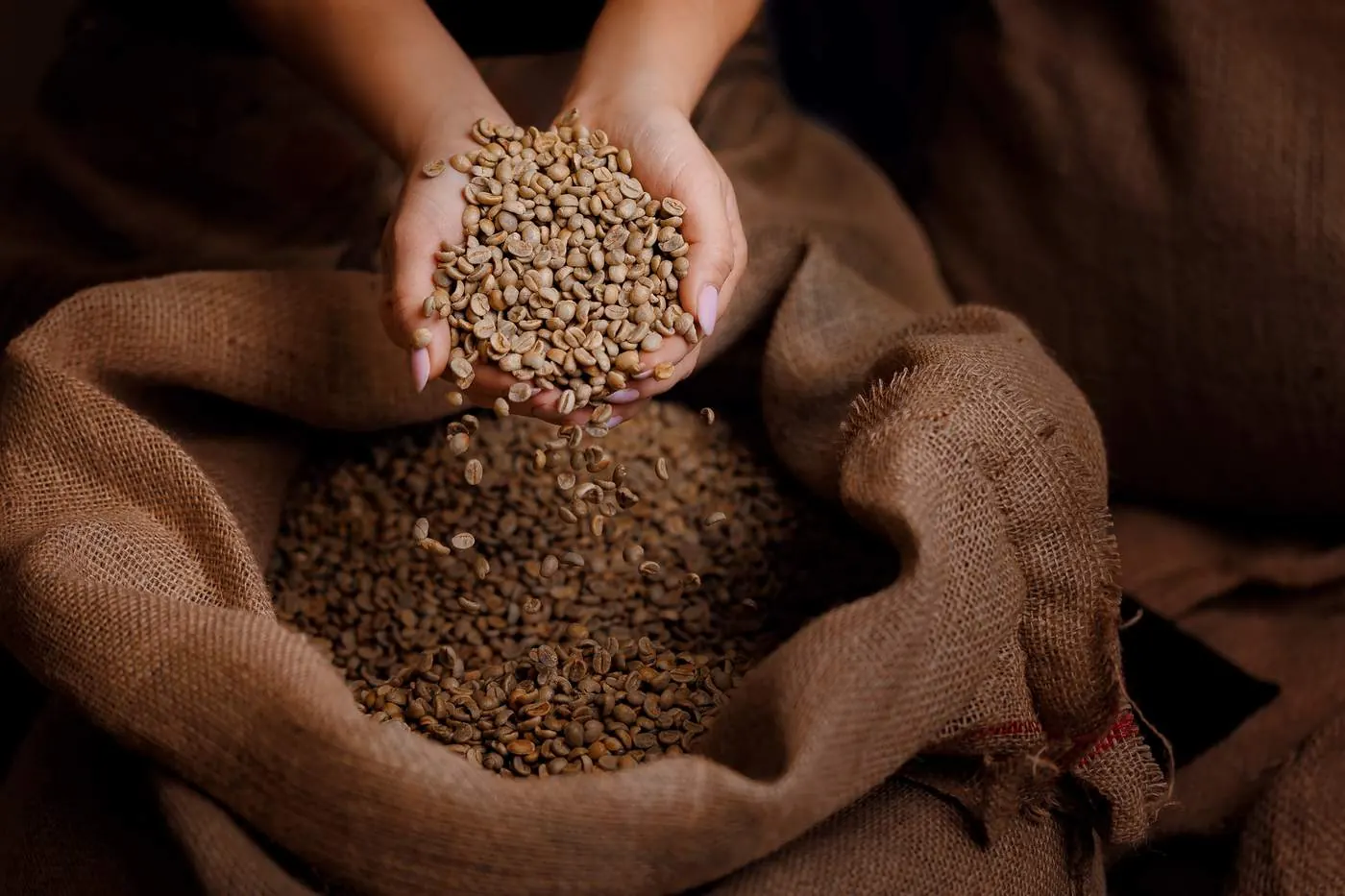 Quality worker inspecting green coffee beans by hand before roasting