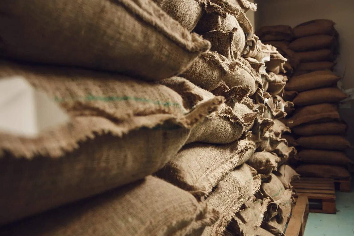 Green coffee in burlap sacks stored in a warehouse, ready for distribution