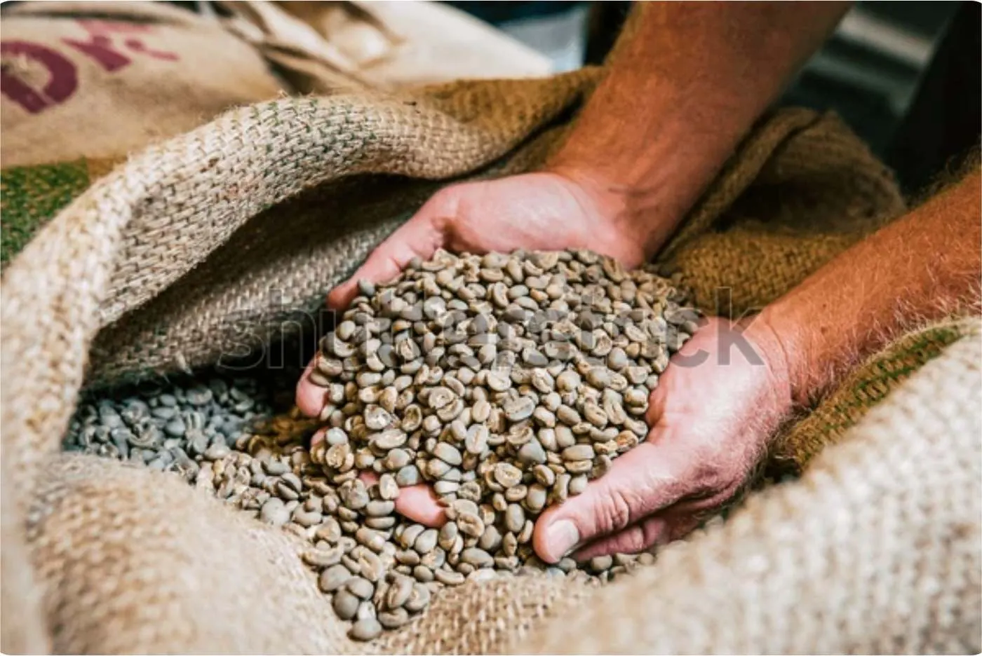 Hands holding Indian green coffee beans over an open jute sack
